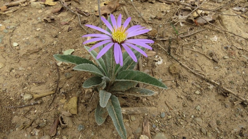 Onoseris salicifolia