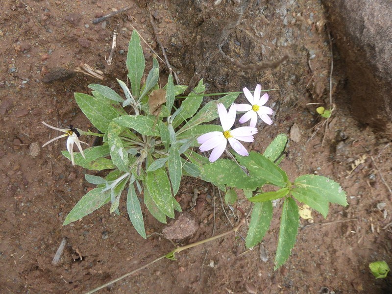 Onoseris salicifolia photo 2