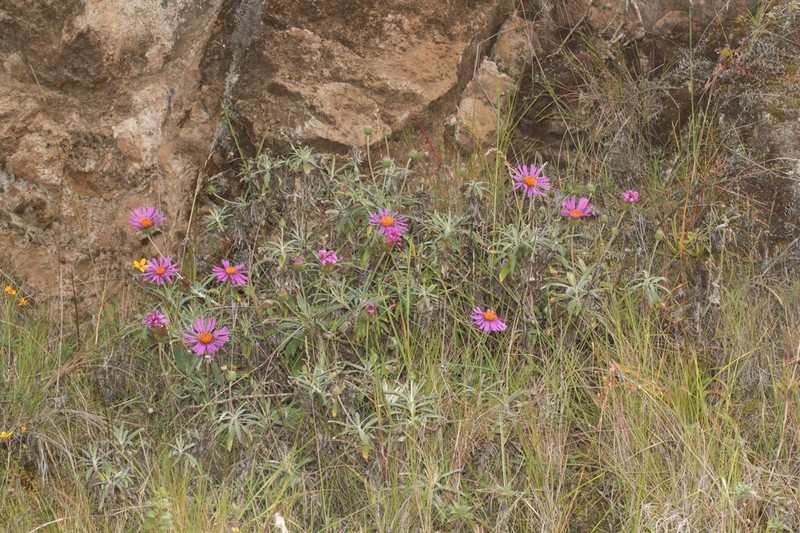 Onoseris salicifolia photo 3