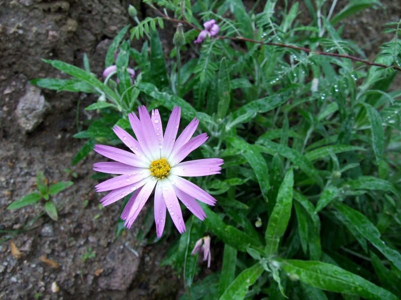 Onoseris salicifolia photo 4