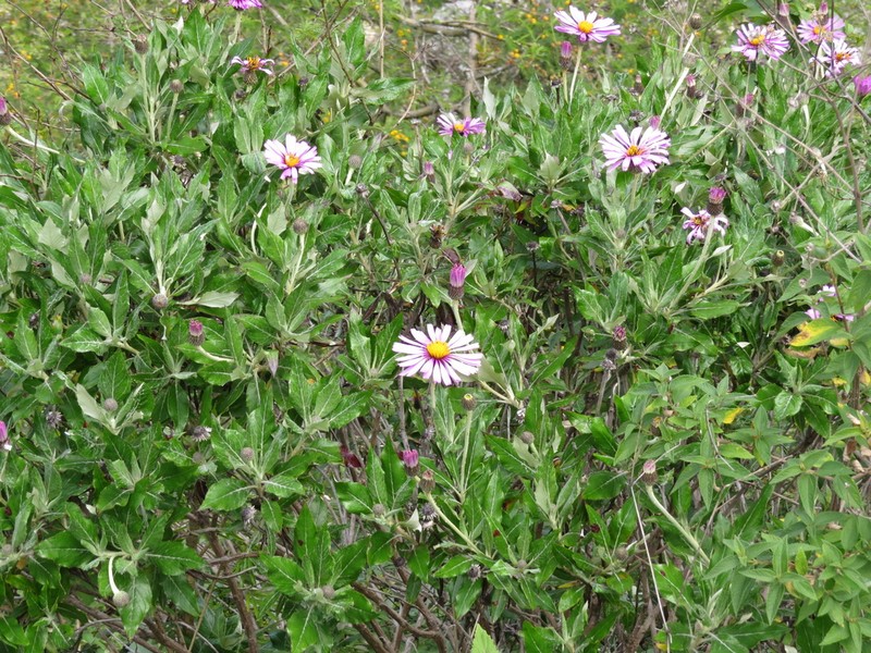 Onoseris salicifolia photo 5