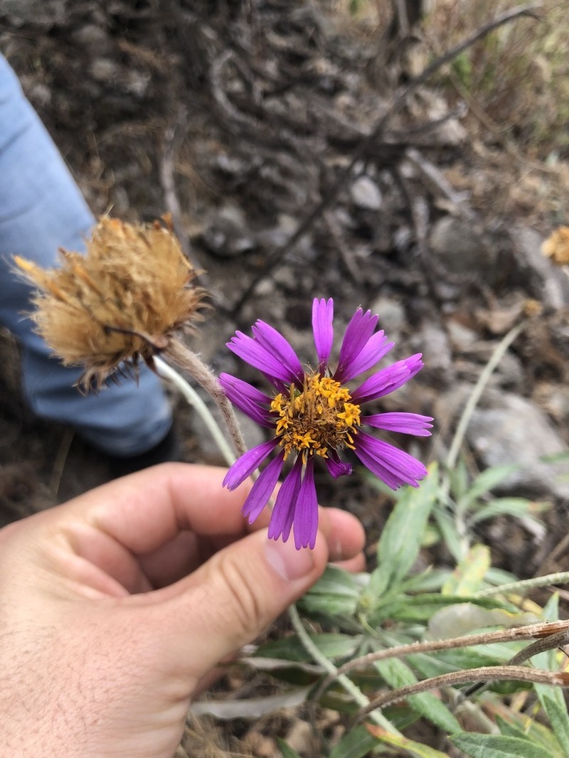 Onoseris salicifolia photo 6