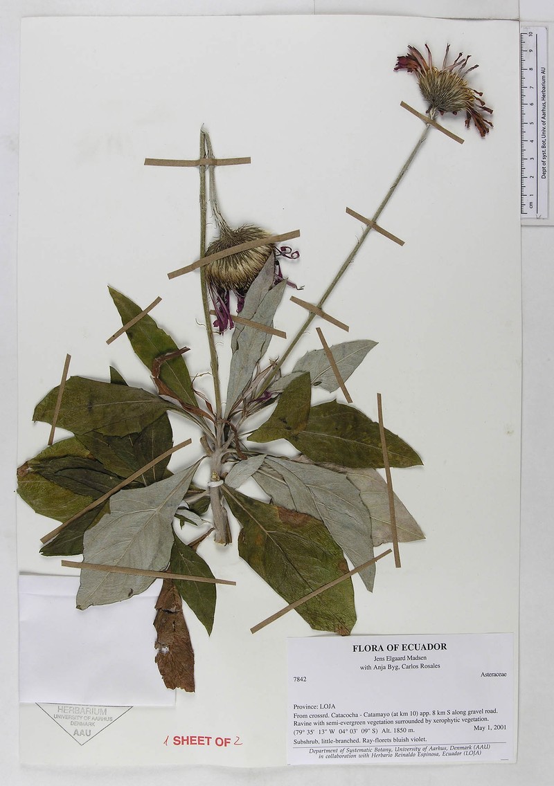 Onoseris salicifolia photo 7