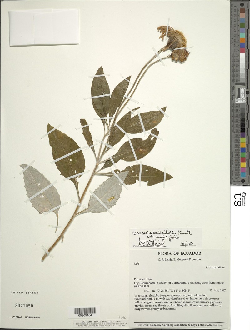 Onoseris salicifolia photo 8
