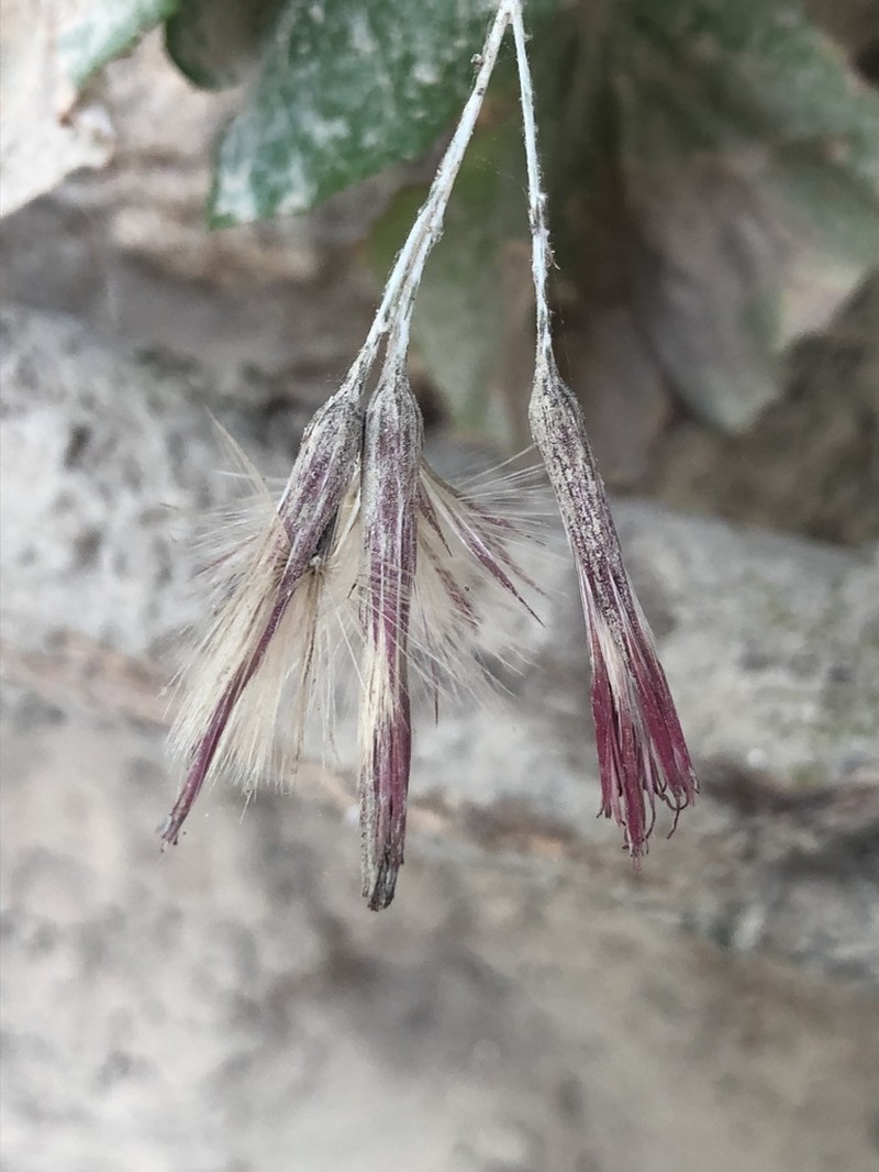 Onoseris silvatica photo 2