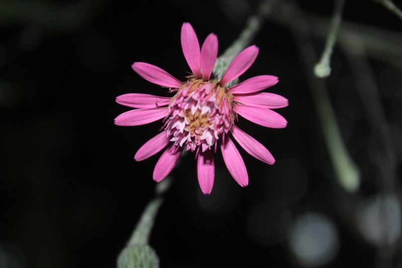 Onoseris silvatica photo 3