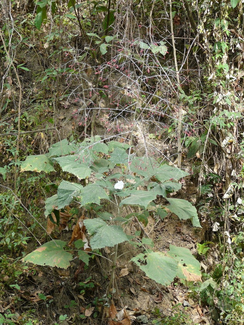 Onoseris silvatica photo 4