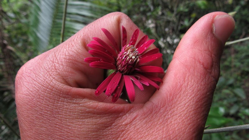 Onoseris silvatica photo 5