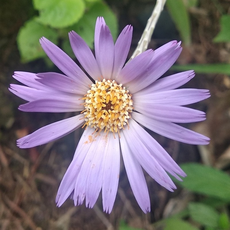 Onoseris speciosa