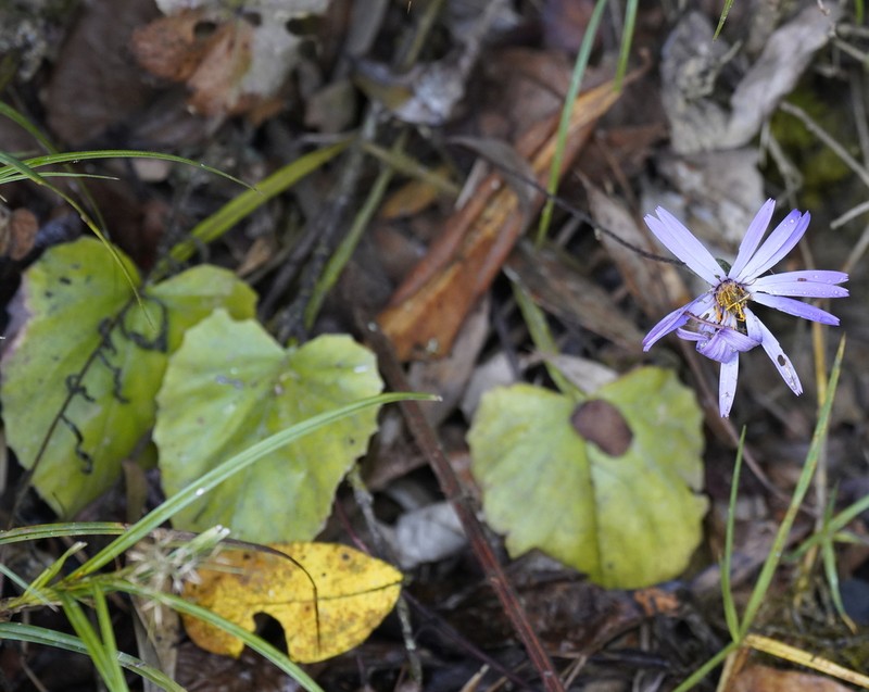 Onoseris speciosa photo 2