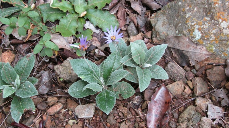 Onoseris speciosa photo 3