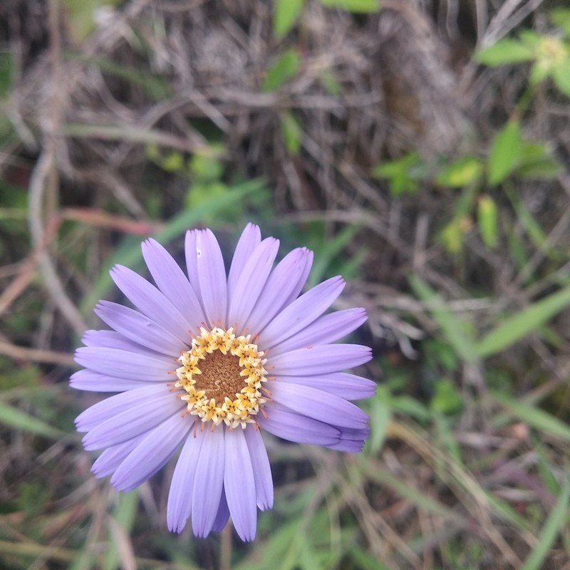 Onoseris speciosa photo 4