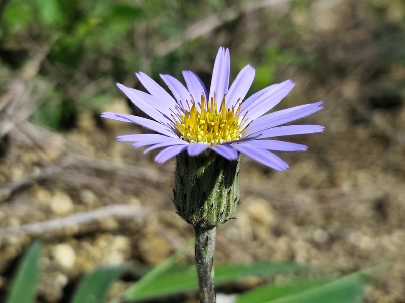 Onoseris speciosa photo 5