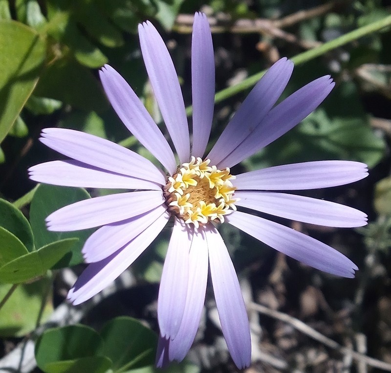 Onoseris speciosa photo 6