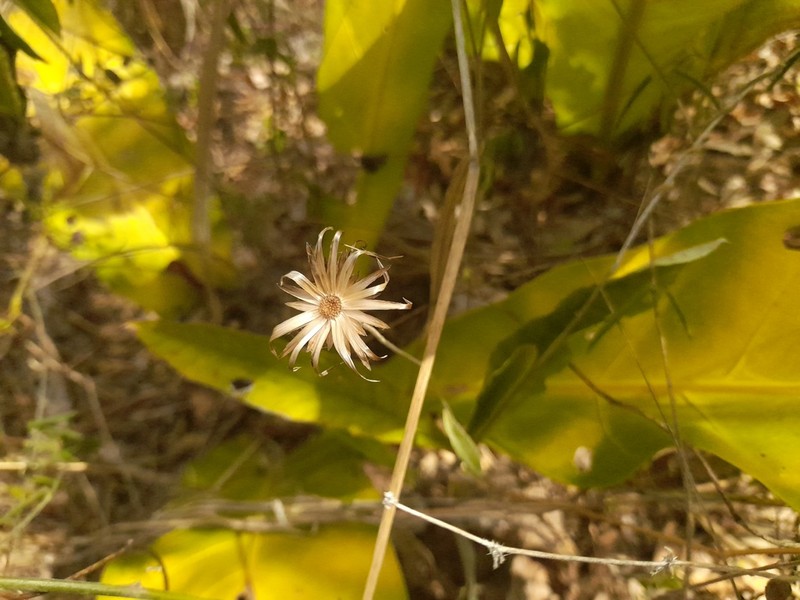 Onoseris speciosa photo 7