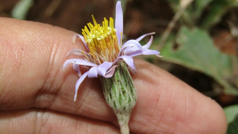 Onoseris speciosa photo 8