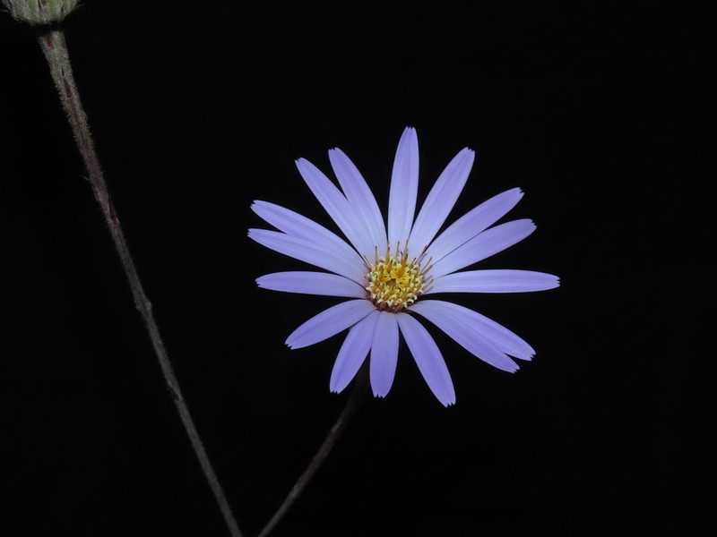 Onoseris weberbaueri