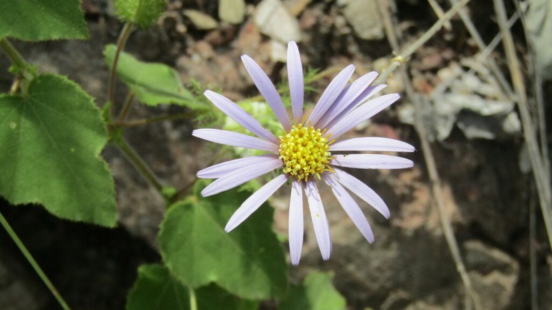 Onoseris weberbaueri photo 2