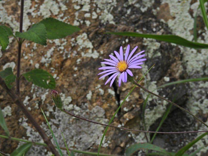 Onoseris weberbaueri photo 3