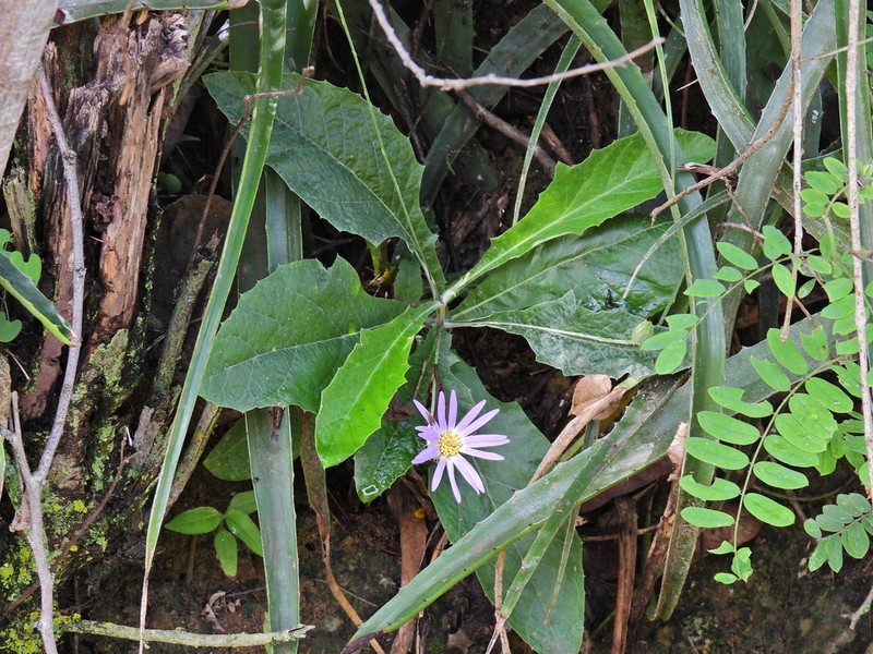 Onoseris weberbaueri photo 4