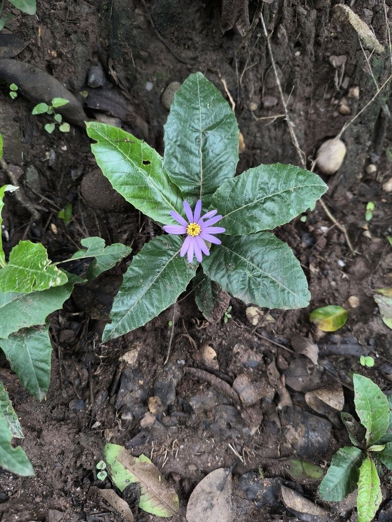 Onoseris weberbaueri photo 5