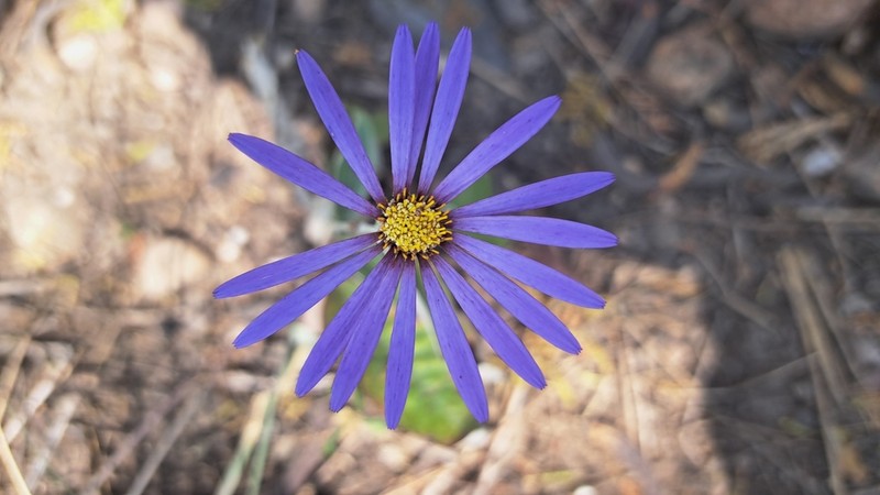 Onoseris weberbaueri photo 6
