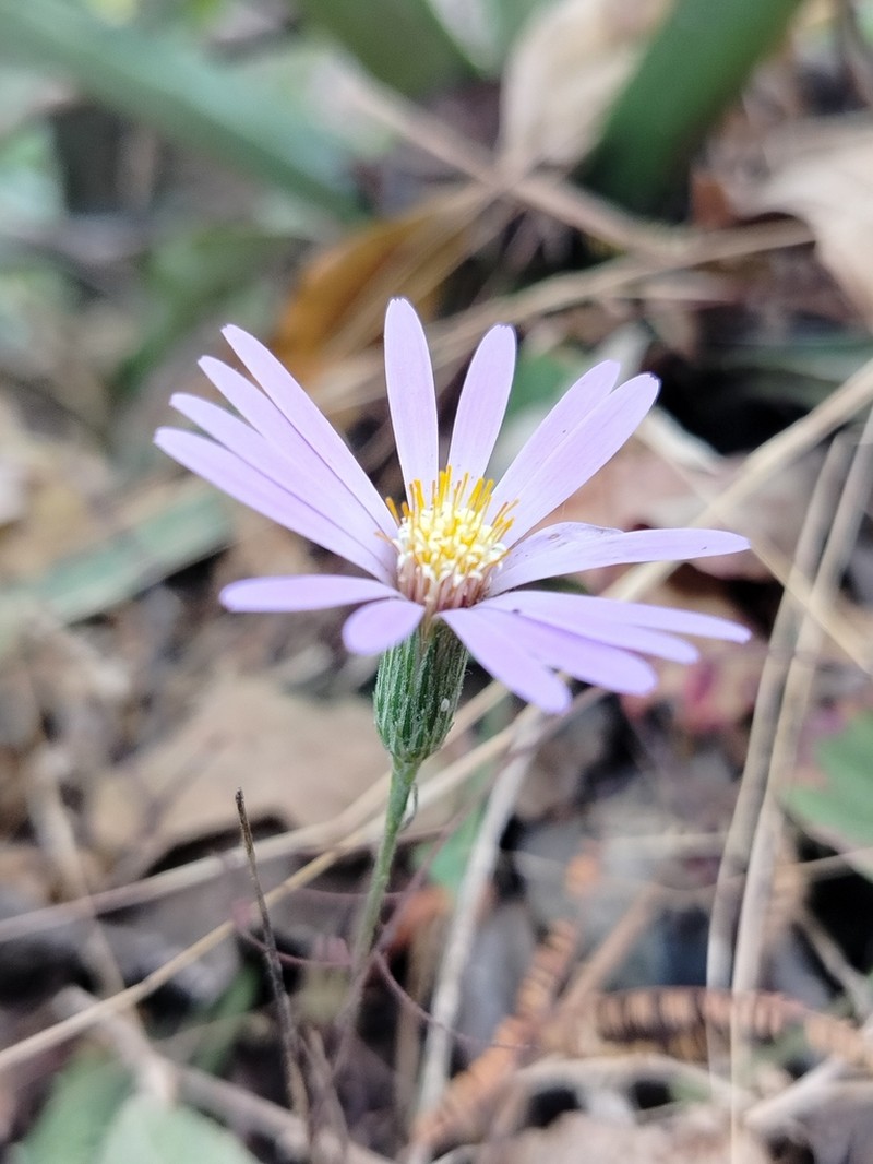 Onoseris weberbaueri photo 8