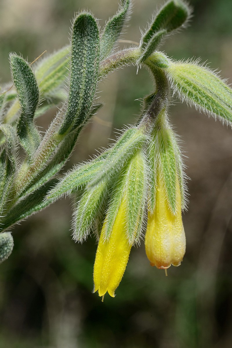 Onosma aaronsohnii
