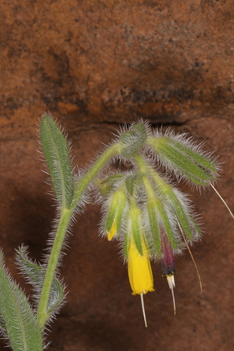 Onosma aaronsohnii photo 2
