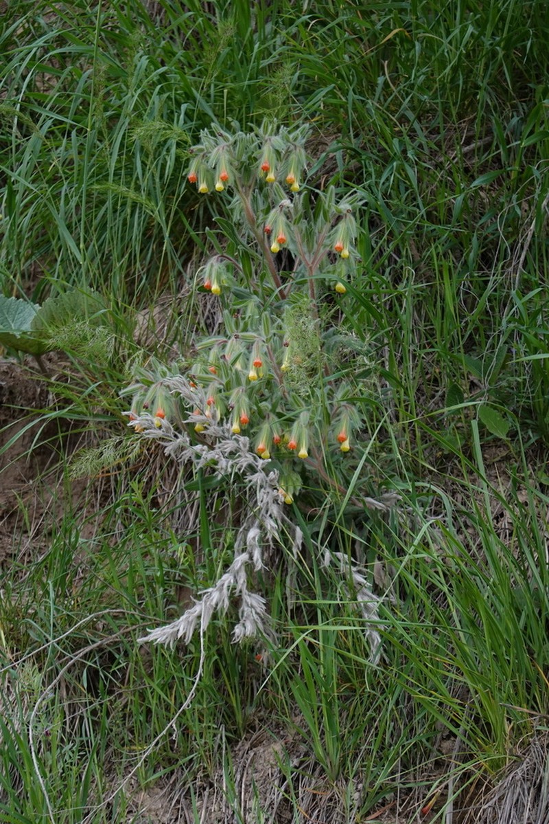Onosma albicaulis photo 2