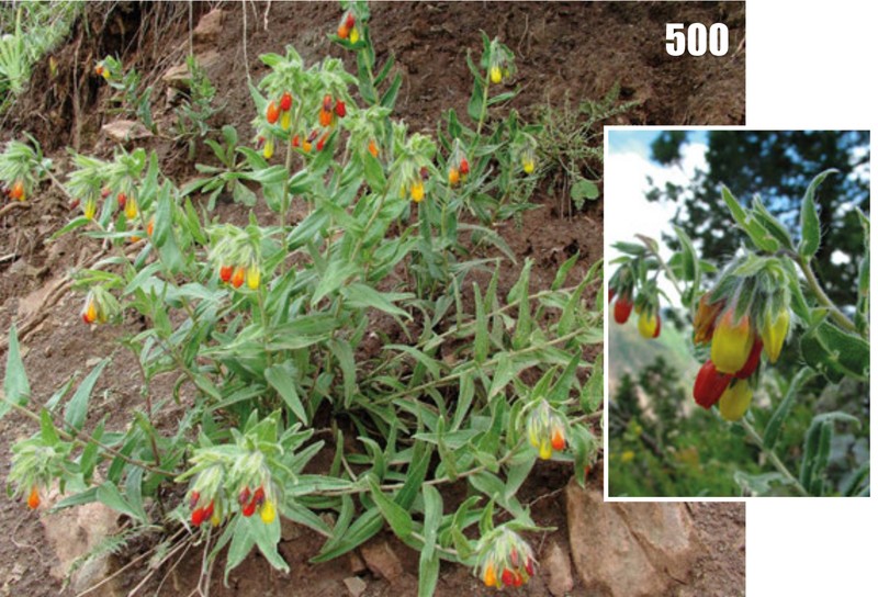 Onosma albicaulis