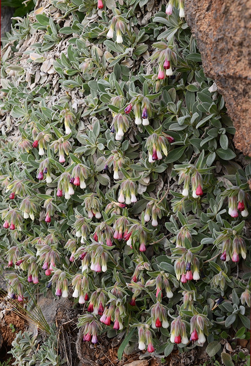 Onosma alborosea