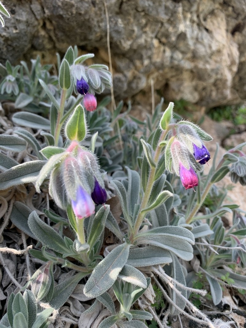 Onosma alborosea photo 2