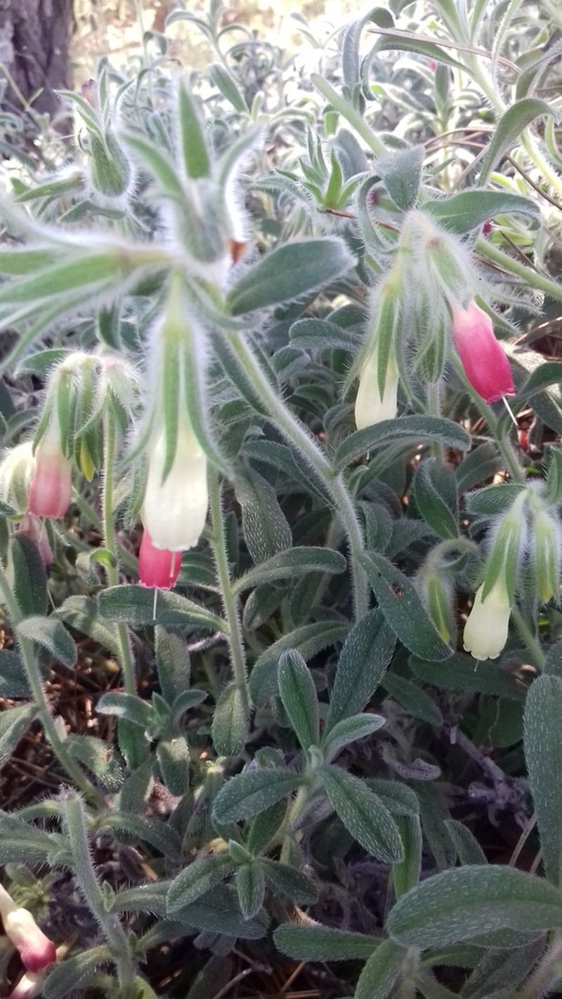 Onosma alborosea photo 3