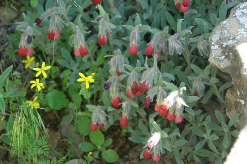 Onosma alborosea photo 4