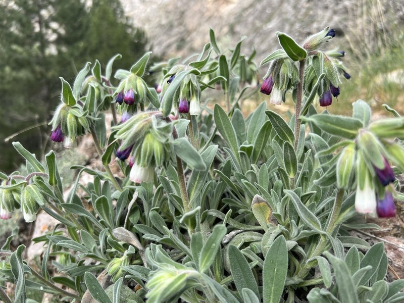 Onosma alborosea photo 5