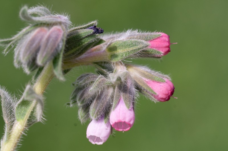 Onosma alborosea photo 6