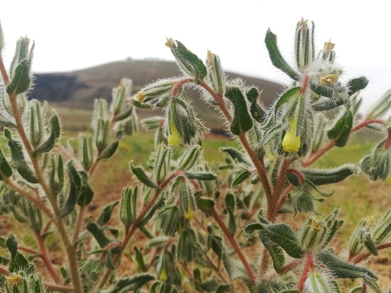 Onosma aleppica