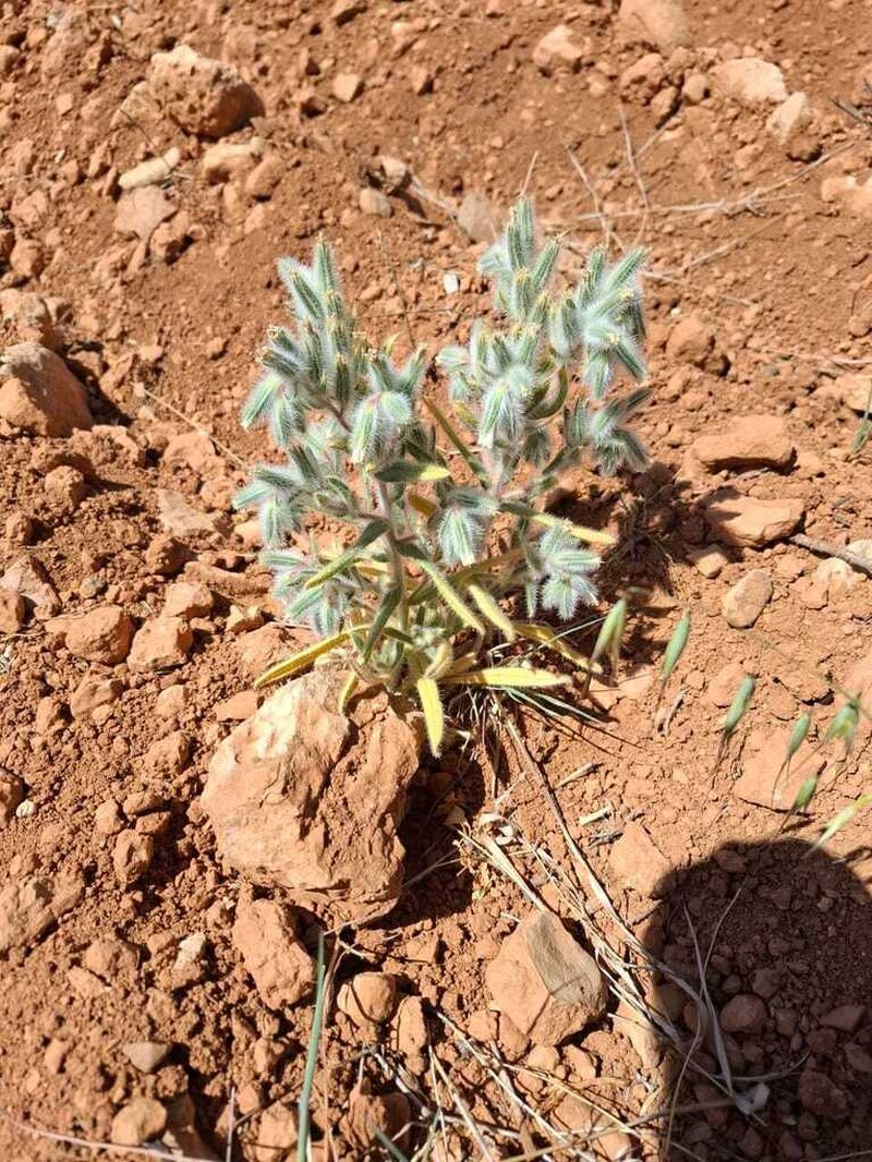 Onosma aleppica photo 2