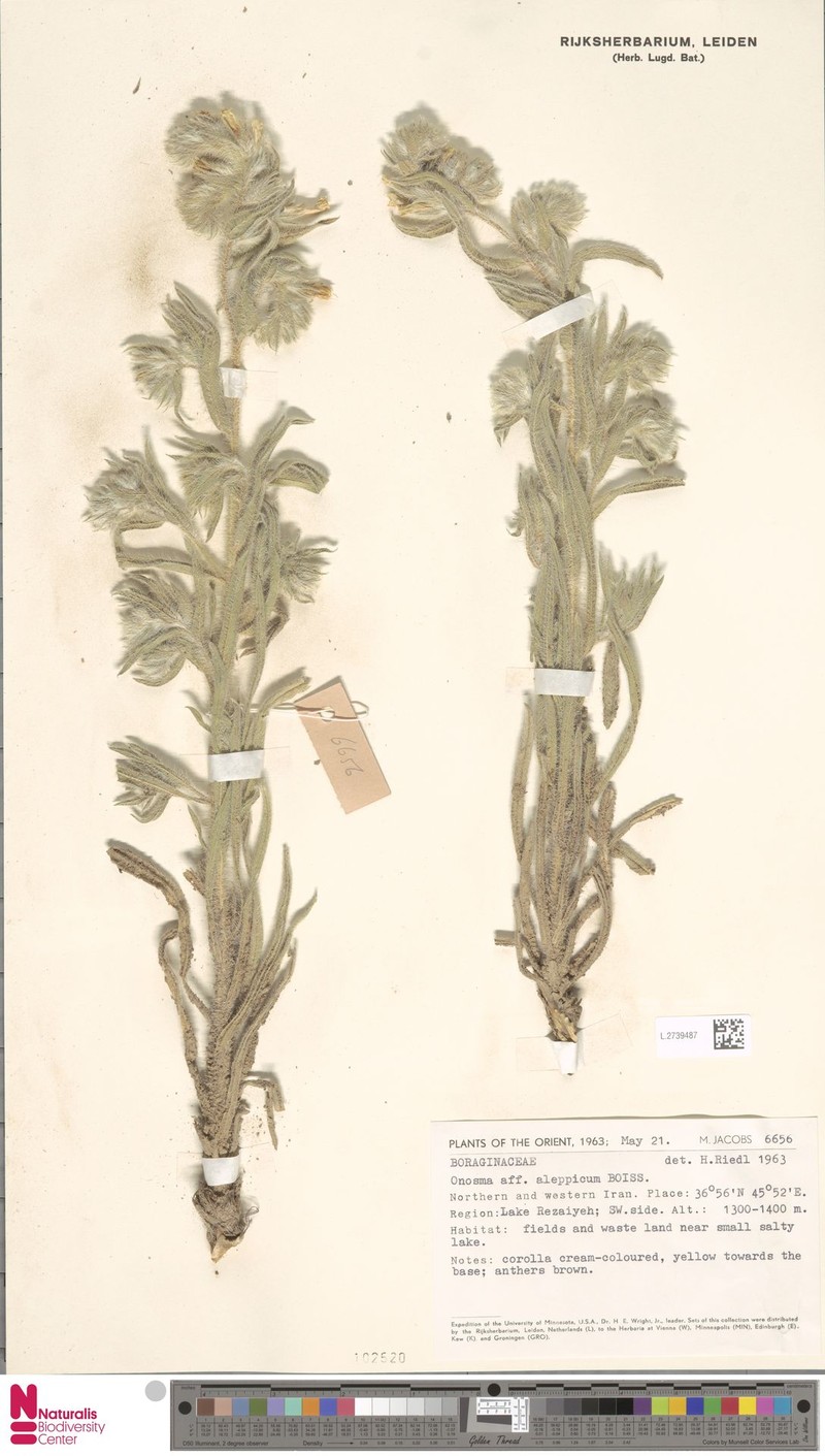Onosma aleppica photo 3