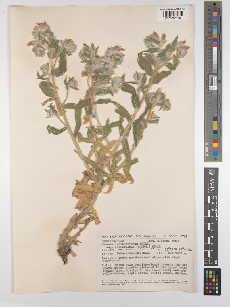 Onosma aleppica photo 4