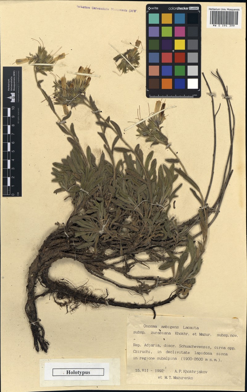 Onosma ambigens photo 3