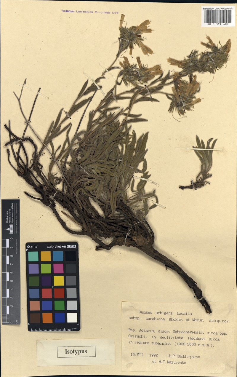 Onosma ambigens subsp. zurabiana