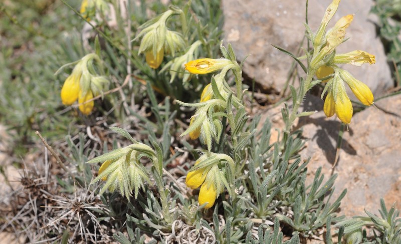 Onosma anatolica