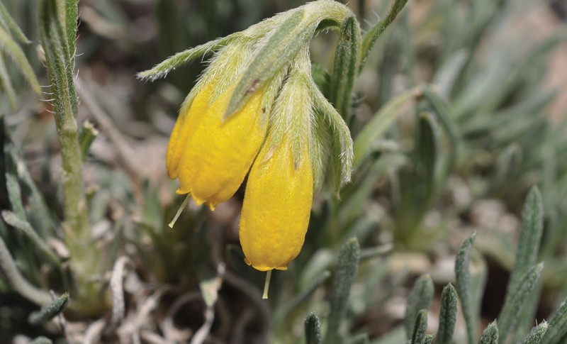 Onosma anatolica photo 2