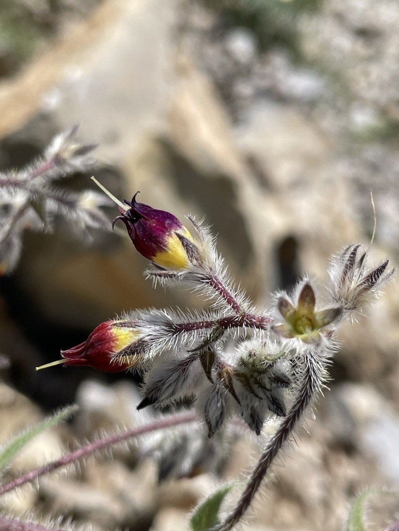 Onosma angustiloba photo 2