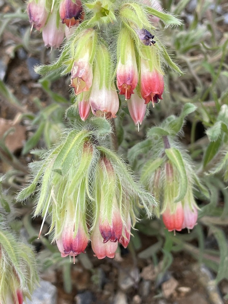 Onosma angustiloba photo 3