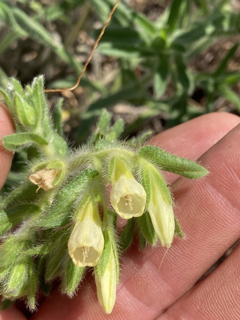 Onosma arenaria
