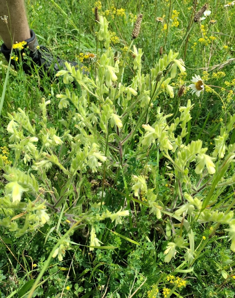 Onosma arenaria photo 2