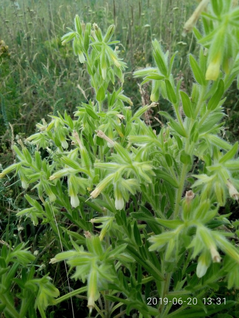 Onosma arenaria photo 3